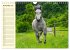 Traumpferd Lipizzaner (Wandkalender... - Bild 4