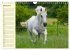 Traumpferd Lipizzaner (Wandkalender... - Bild 7