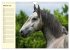 Traumpferd Lipizzaner (Wandkalender... - Bild 8