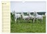 Traumpferd Lipizzaner (Wandkalender... - Bild 9