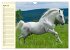 Traumpferd Lipizzaner (Wandkalender... - Bild 10