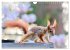 Eichhörnchen am Fenster (Wandkalender... - Bild 13