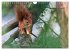 Eichhörnchen am Fenster (Wandkalender... - Bild 3