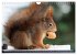 Eichhörnchen am Fenster (Wandkalender... - Bild 9