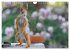 Eichhörnchen am Fenster (Wandkalender... - Bild 10