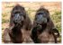 Namibia - Die Tierwelt (Wandkalender... - Bild 13