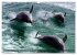 Namibia - Die Tierwelt (Wandkalender... - Bild 14