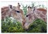 Namibia - Die Tierwelt (Wandkalender... - Bild 3
