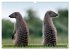 Namibia - Die Tierwelt (Wandkalender... - Bild 10