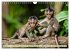 Affen - Affenkinder (Wandkalender 2026... - Bild 11