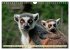 Affen - Affenkinder (Wandkalender 2026... - Bild 15