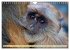 Affen - Affenkinder (Wandkalender 2026... - Bild 3