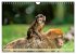 Affen - Affenkinder (Wandkalender 2026... - Bild 7