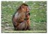 Affen - Affenkinder (Wandkalender 2026... - Bild 10