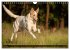 Smooth Collies (Wandkalender 2026 DIN... - Bild 12