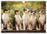 Smooth Collies (Wandkalender 2026 DIN... - Bild 14