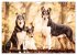 Smooth Collies (Wandkalender 2026 DIN... - Bild 3