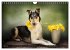 Smooth Collies (Wandkalender 2026 DIN... - Bild 9