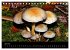 Pilze, Pilze (Tischkalender 2026 DIN A5... - Bild 12