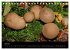 Pilze, Pilze (Tischkalender 2026 DIN A5... - Bild 13