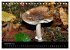 Pilze, Pilze (Tischkalender 2026 DIN A5... - Bild 4
