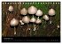 Pilze, Pilze (Tischkalender 2026 DIN A5... - Bild 5