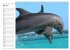 Delfine - Lächelnde Intelligenz... - Bild 11