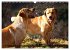 Labrador Retriever - Jagdhund mit... - Bild 12
