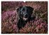 Labrador Retriever - Jagdhund mit... - Bild 14