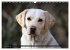 Labrador Retriever - Jagdhund mit... - Bild 15
