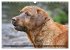 Labrador Retriever - Jagdhund mit... - Bild 5