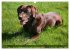 Labrador Retriever - Jagdhund mit... - Bild 10