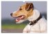 Faszination Terrier (Wandkalender 2026... - Bild 14