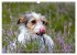 Faszination Terrier (Wandkalender 2026... - Bild 3
