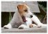 Faszination Terrier (Wandkalender 2026... - Bild 4