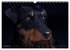 Faszination Terrier (Wandkalender 2026... - Bild 5