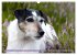 Faszination Terrier (Wandkalender 2026... - Bild 7