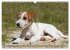 Faszination Terrier (Wandkalender 2026... - Bild 9
