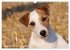Faszination Terrier (Wandkalender 2026... - Bild 10
