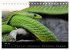 Reptilien 2026 (Tischkalender 2026 DIN... - Bild 13