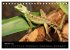 Reptilien 2026 (Tischkalender 2026 DIN... - Bild 3