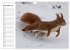 Mit dem Eichhörnchen durchs Jahr... - Bild 5