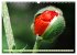 MOHNBLÜTEN (Wandkalender 2026 DIN A3... - Bild 12