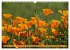 MOHNBLÜTEN (Wandkalender 2026 DIN A3... - Bild 14