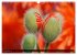 MOHNBLÜTEN (Wandkalender 2026 DIN A3... - Bild 15