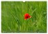 MOHNBLÜTEN (Wandkalender 2026 DIN A3... - Bild 3