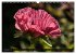 MOHNBLÜTEN (Wandkalender 2026 DIN A3... - Bild 4