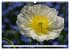 MOHNBLÜTEN (Wandkalender 2026 DIN A3... - Bild 5