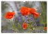 MOHNBLÜTEN (Wandkalender 2026 DIN A3... - Bild 10