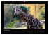 Wildtiere (hochwertiger Premium... - Bild 2